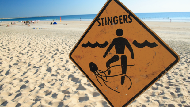 Article image for What to do with a jellyfish sting