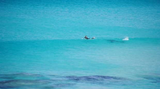 Article image for Busselton surfer buzzed by shark