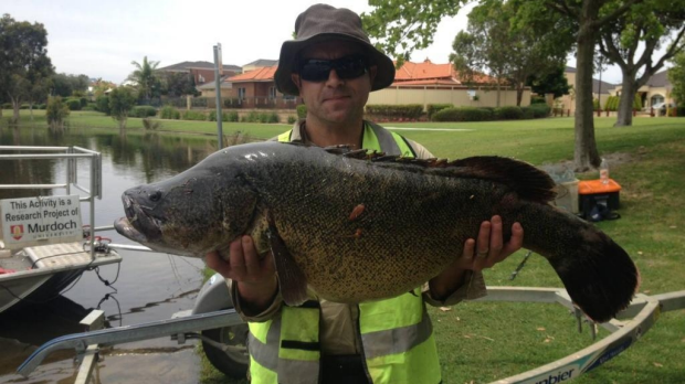 Article image for Murray River Cod discovery surprises scientists