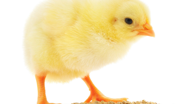 Article image for Video of horrific chick cull filmed at Victorian hatchery