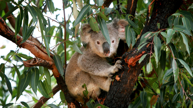 Article image for No secret in the killing of nearly 700 koalas in Victoria