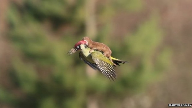 Article image for Free riding weasel has twitter all a flutter