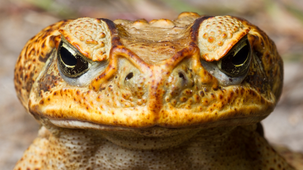 Article image for Cane toad venom joins fight against some cancers.