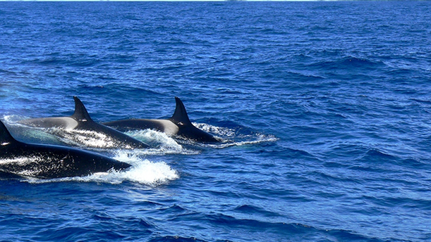 Article image for Killer whales making WA home