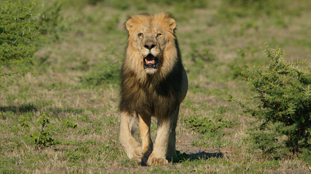 Article image for Perth man recounts moment lion attacked