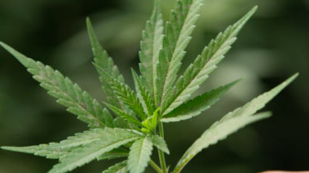 Article image for Australia: the drug problem
