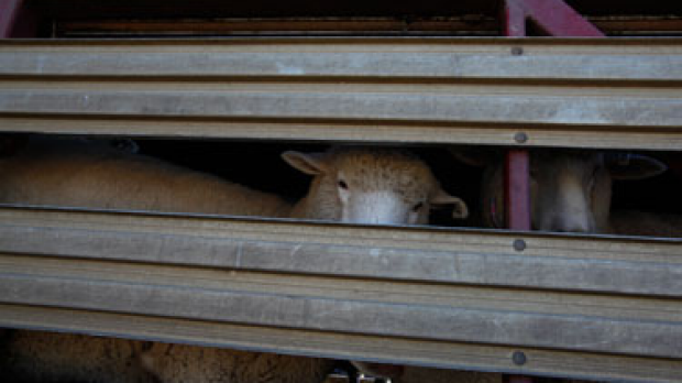 Article image for Sheep shearing Terror