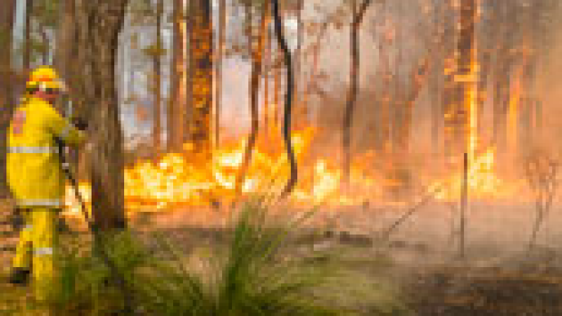 Article image for Power poles to blame