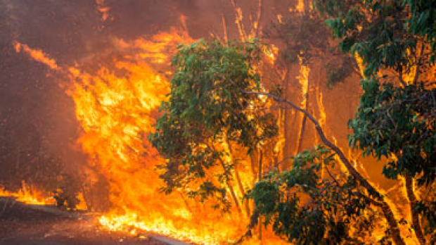Article image for Bushfire shake up