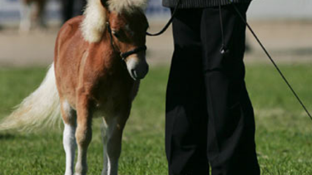 Article image for Animal welfare hits the Big Top