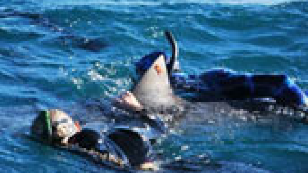 Article image for Swimmers save injured shark