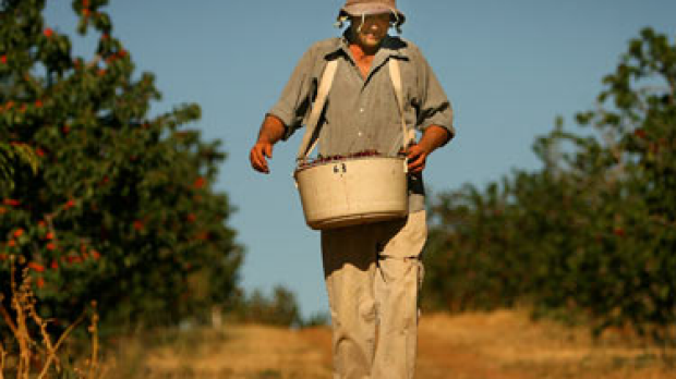 Article image for Let them pick fruit