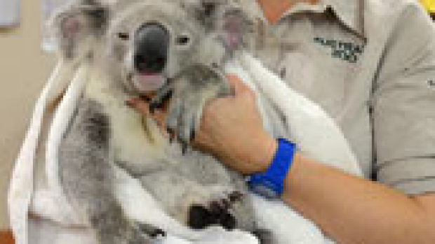 Article image for That’s one tough koala