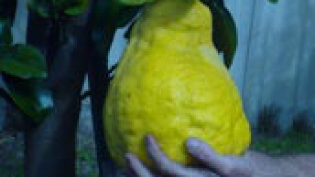 Article image for Is this Perth’s biggest lemon?