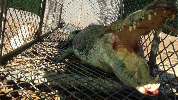 Article image for 300kg crocodile captured