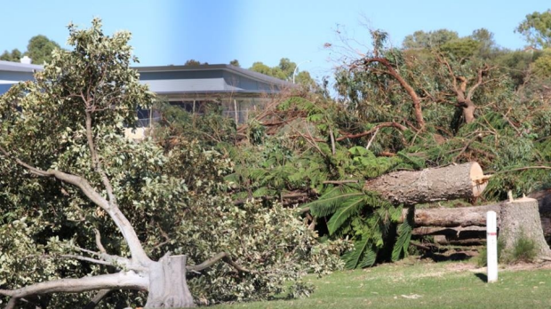 Article image for Anger over North Beach tree cull