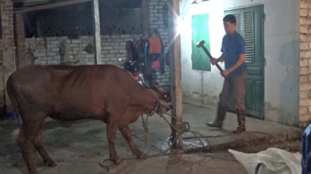 Article image for Australian cattle being killed with sledgehammers in Vietnam