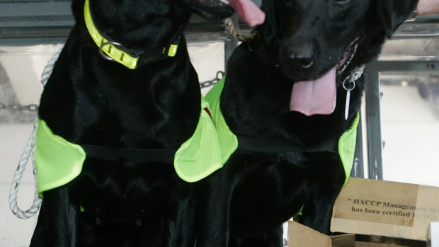 Article image for Perth airport sniffer dogs