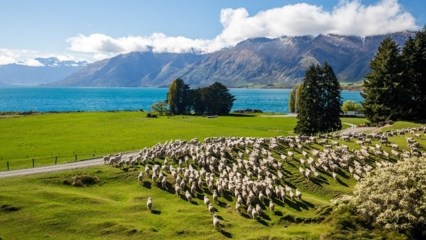Article image for More Aussies crossing the ditch to New Zealand