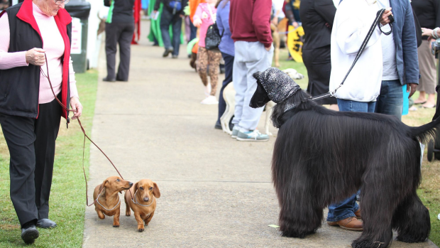 Article image for ‘The Pet Factor’ builds friendships