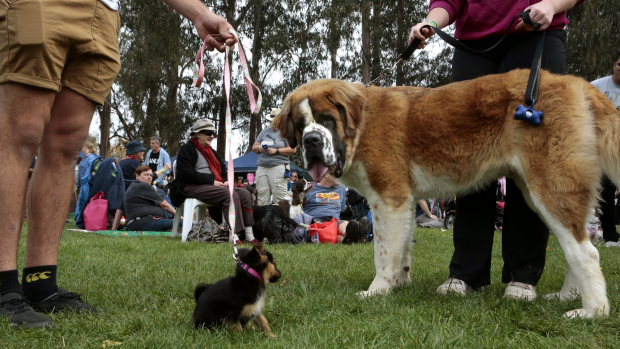 Article image for Small dogs may claim part of Fremantle
