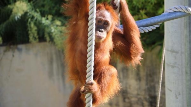 Article image for Orangutan escape from Perth Zoo