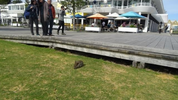 Article image for Save the Bathers Beach bunnies