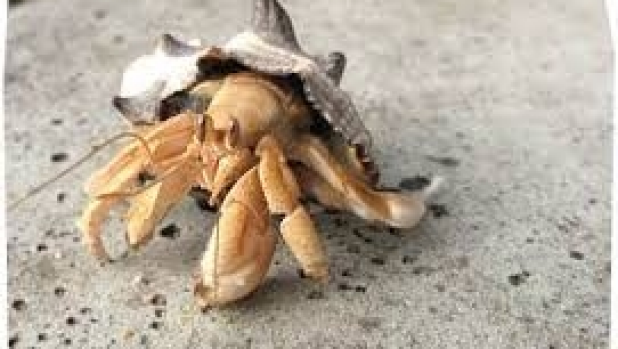 Article image for Are they really crazy crabs?
