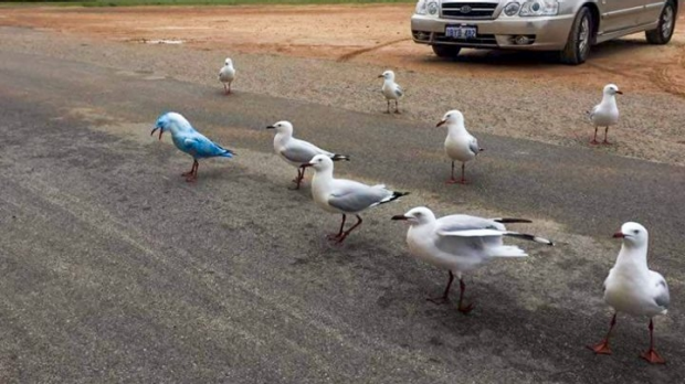 Article image for Lancelin’s Blue Visitor