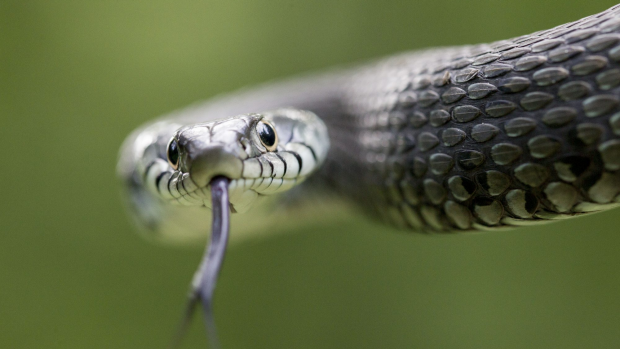 Article image for Would you know what to do if a snake bit you?