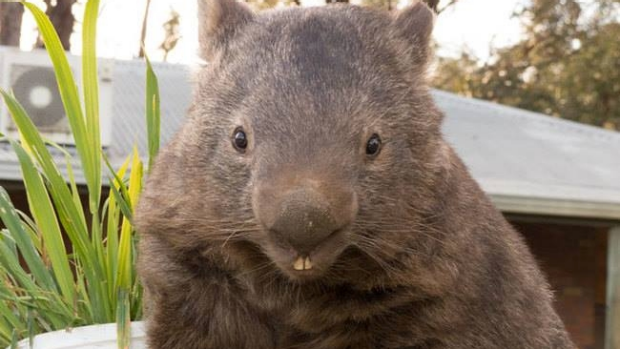 Article image for 99 problems but a wombat ain’t one