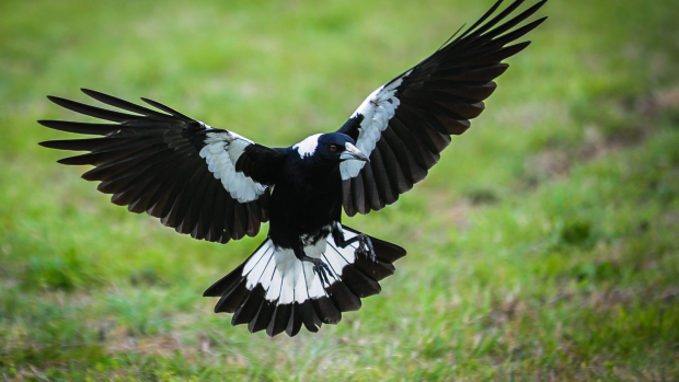 Article image for Why you’re being swooped by magpies