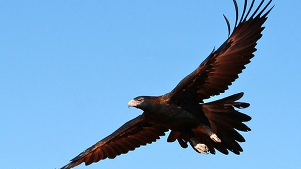 Article image for Birds of prey help the Cup