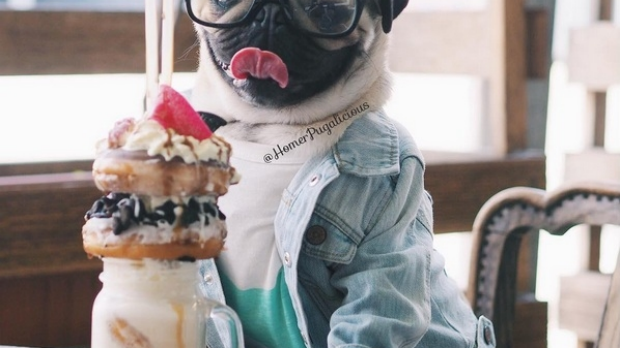 Article image for Popular pug