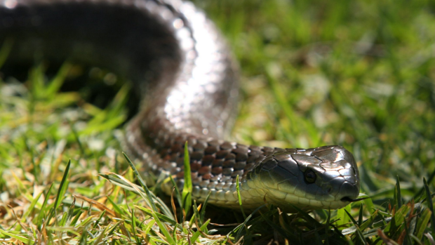 Article image for Snakes emerge across Perth