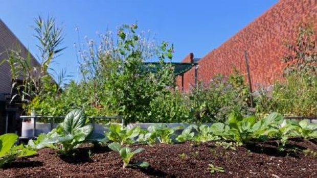 Article image for A farm… in the city?