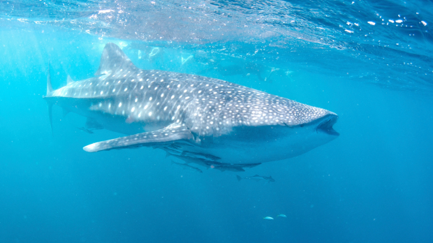 Article image for Sacred Heart play cupid for whale shark