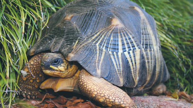 Article image for Rare tortoise taken from Perth Zoo
