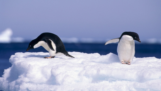 Article image for Swimming… in Antarctica?