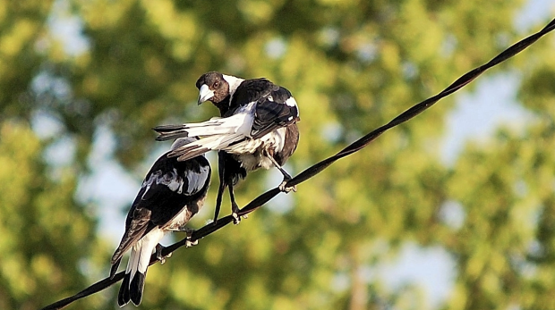 Article image for Book of the Week: There’s A Magpie In My Soup