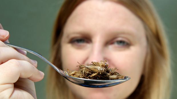 Article image for Breeding bugs for food