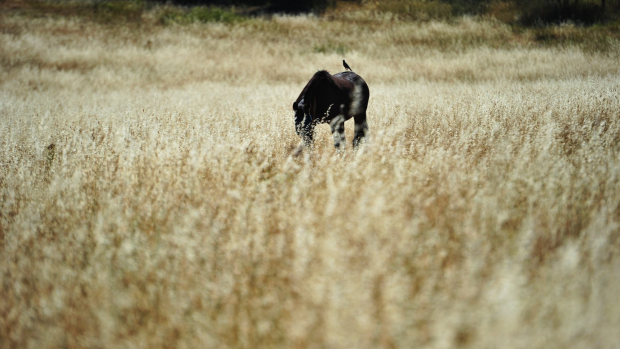 Article image for Horse whisperer sets up in WA