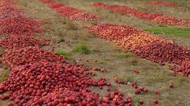 Article image for 30,000kg of WA nectarines dumped