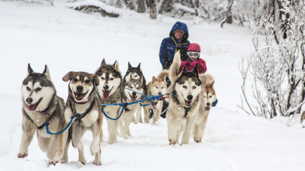 Article image for Perth Dog Sled Racer?