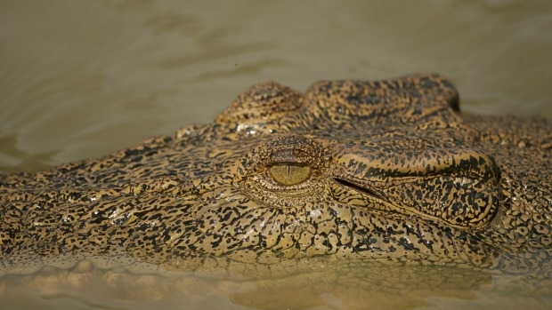 Article image for 72yo man fights off croc with spanner