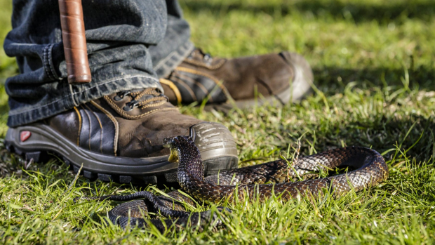 Article image for School snake bite training