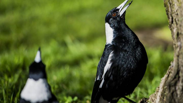 Article image for Refugee magpies fighting one another in Perth