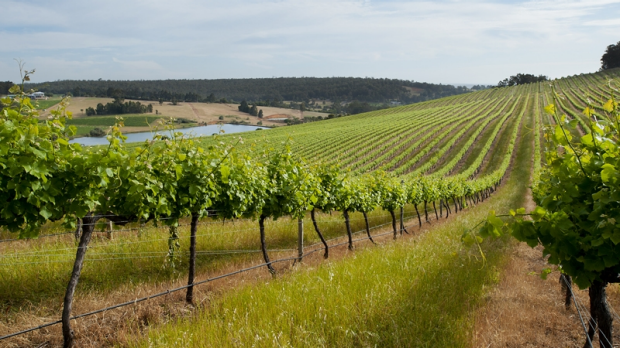 Article image for Perth Royal Show brings out wines best