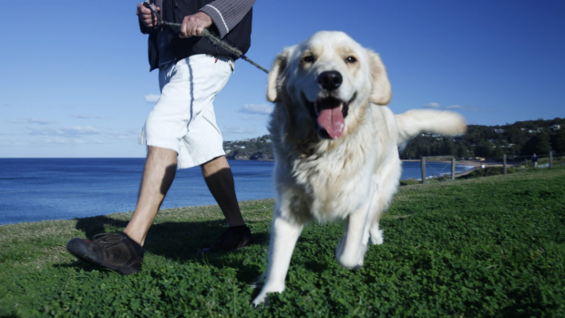 Article image for Book of the Week: Pets on Holiday