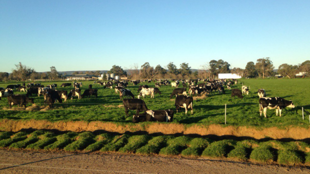 Article image for Clock ticking for WA dairy farmers